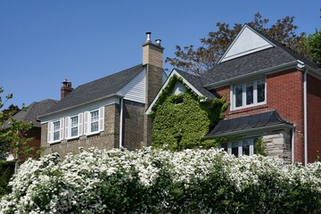 Fototapeta na wymiar Front garden with hedge of white spirea bushes