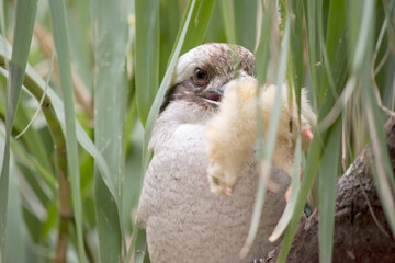 Kookaburras have an off-white head, which is marked by a distinctive dark brown stripe which runs...