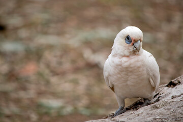 the long billed cirellia is perched on a log