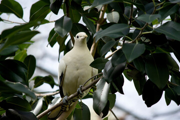 the pied Torresian Imperial Pigeon is all white with black wing tips