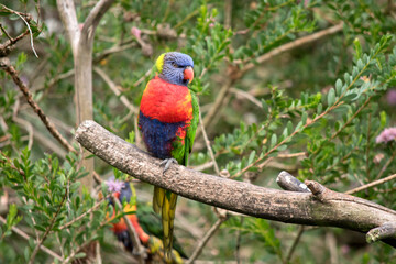 the rainbow lorikeet is perched on a tree branch
