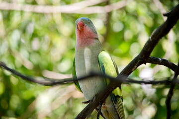 the princess parrot is perched on a tree branch