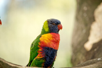 this is a close up of a rainbow lorikeet