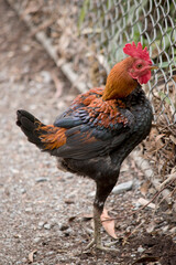 the rooster is standing on one leg