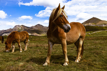 Beautiful long light-haired horses in the meadow.