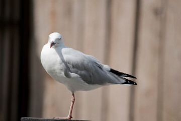 the seagull is standing on one leg