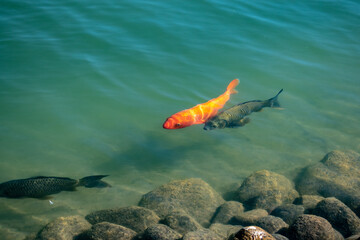 Fototapeta na wymiar fish swimming