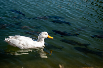 white duck swimming in the water
