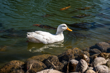 duck on the water
