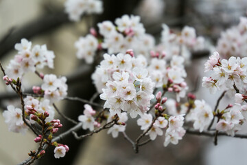 ソメイヨシノの花