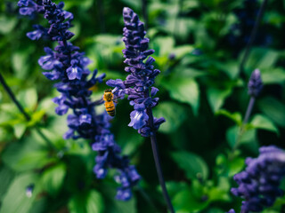 purple flowers in the garden