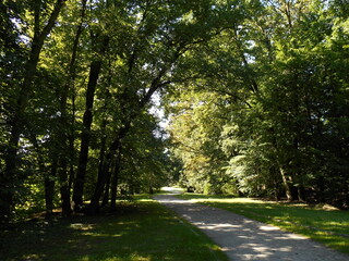 Tree-lined alley in the park. Sunny day, lots of shade, summer.