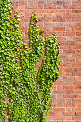 Green ivy climbing vertically on clean red brick wall with vegetation in shape of fingers