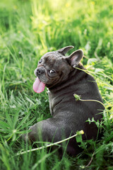 Obraz premium Cute dog french bulldog breed sitting in the park. Pet squints on a walk in summer