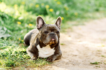 Fototapeta premium Cute dog french bulldog lie down in the park. Pet squints on a walk in summer nature background