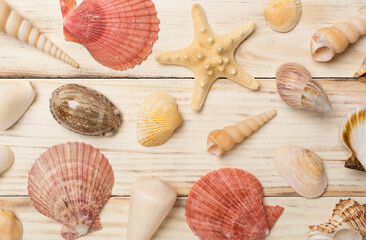 Sea shells on wooden background, top view