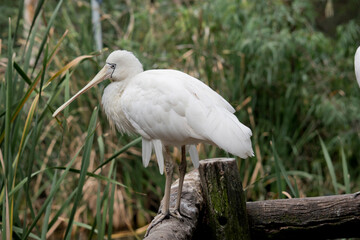 this is a side view of a yellow spoonbill