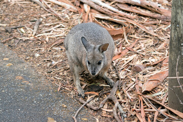 the tammar wallaby is looking for food on the ground