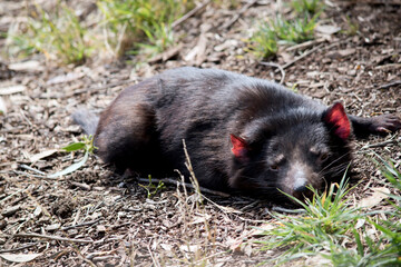 the tasmanian devil is resting in the grass