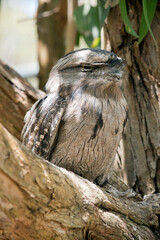 the tawny frogmouth hides in plain sight looking like part of the tree