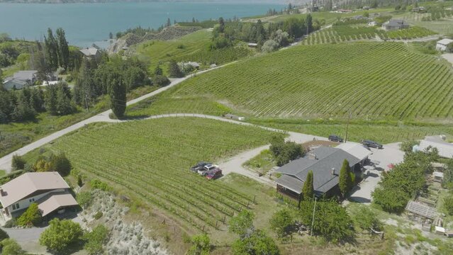Flying over the symmetrical rows of grape vines on the coast of BC