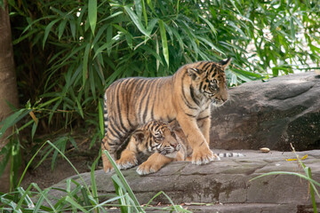 Tiger cubs are born small, blind, and weak. They're born with all their stripes and drink their mother's milk until they are six months old and then only eat meat.