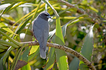 the woodswallow is hiding in the shadow of the leaves
