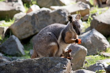 the yellow footed rock wallaby has a joey in her pouch