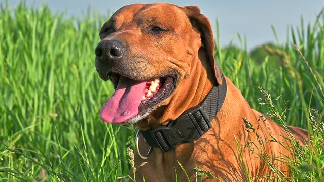 Close-up Rhodesian ridgeback dog panting with its tonque out laying on high green grass on hot summer day. 