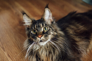 Maine Coon cat on wooden floor, close-up fluffy