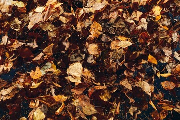 abstract dried leaves background, close-up view