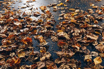 abstract dried leaves with backlight illumination