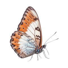 Fototapeta na wymiar a butterfly side view isolated on transparent background cutout