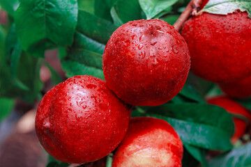 Nectarine harvest fills the branches . Good red fruit on the tree 