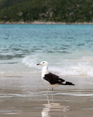 seagull on the beach