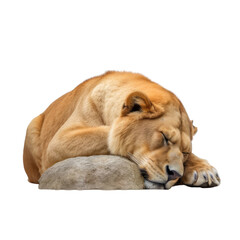 Obraz premium lion sleep