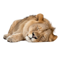 Obraz premium lion cub sleep isolated on transparent background cutout