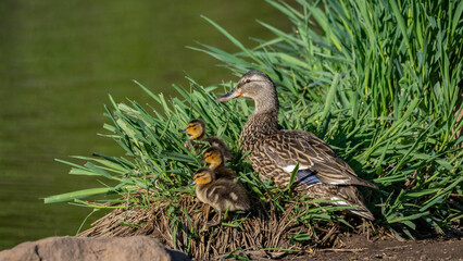 Colorful Ducks wading, swimming and eating in Arizona, America, USA.