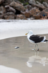 seagull in the sea