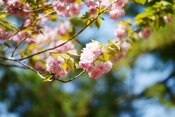 ふわふわの八重桜の木