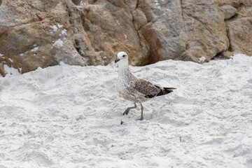 seagull on the beach