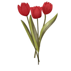 Tulip
