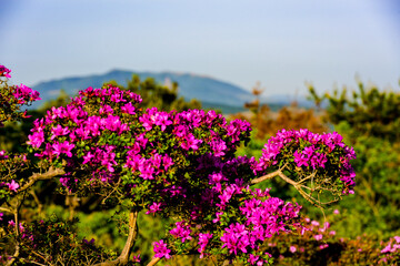 経塚山のミヤマキリシマ