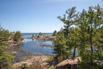 pine tree on the lake, killarney, canada