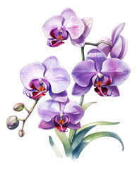 Beautiful purple Phalaenopsis orchid flowers. Hand drawn watercolor painting isolated Generative AI.