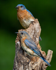 A Pair of Eastern Bluebirds