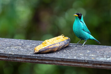 Male green honeycreeper (Chlorophanes spiza) eating banana on feeder, Mindo cloud forest hotel, Ecuador.
