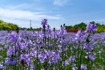 Naklejka premium マツバウンランの花びら