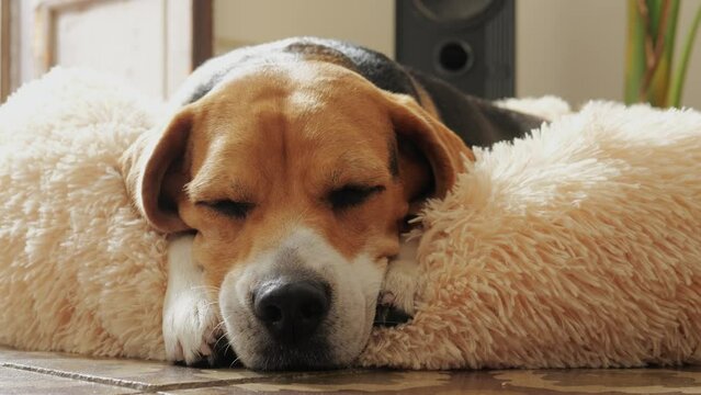 Cute Beagle dog puppy sleeping on the bed. Adorable pet relaxing at home close up, pet goods supplies and delivery, softness and tenderness dog bed.