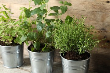 Different aromatic potted herbs on wooden table